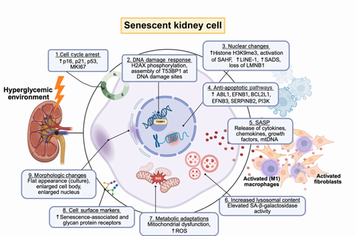 Targeting cellular senescence in diabetic kidney disease: potential of regenerative, cell-based therapies and other senotherapeutic approaches